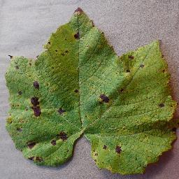 <PIL.JpegImagePlugin.JpegImageFile image mode=RGB size=256x256>