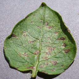 <PIL.JpegImagePlugin.JpegImageFile image mode=RGB size=256x256>