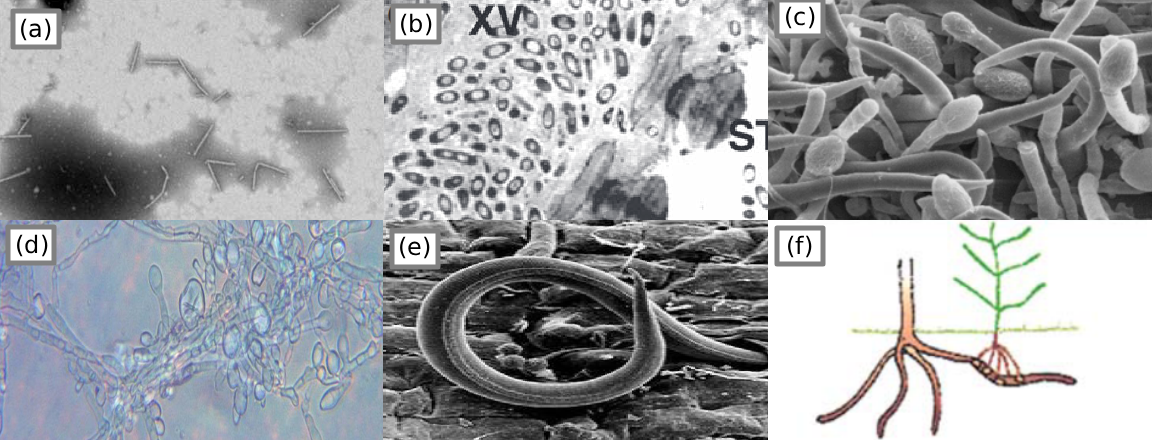 Pepper mild mottle virus