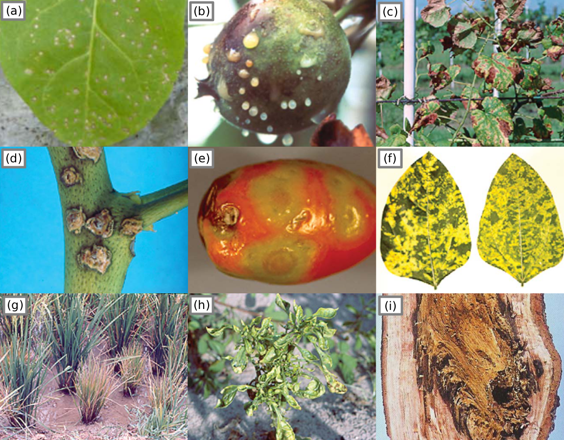 Plants showing 9 of many symptoms observable by the human eye