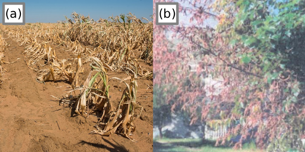 Abiotic versus biotic induced symptoms