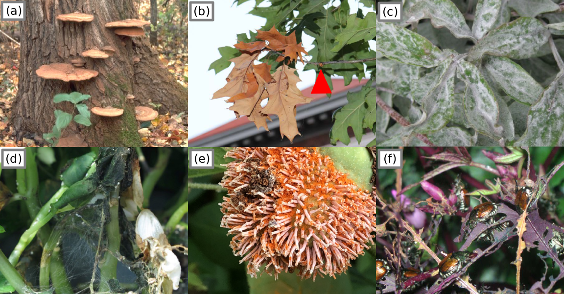 Signs of the P&Ps inflicting disease